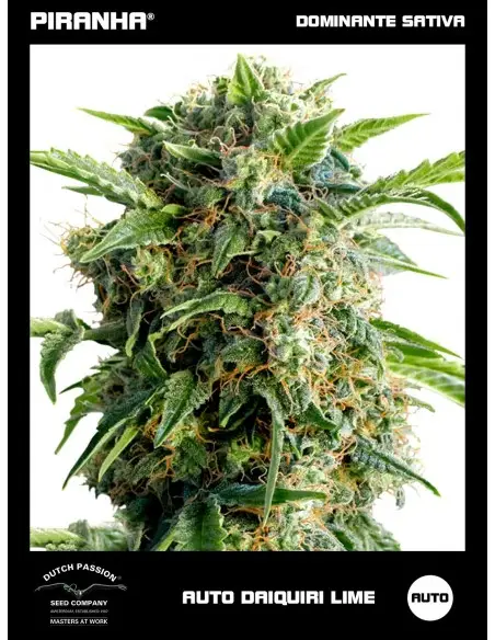 Auto Daiquiri Lime (3u)