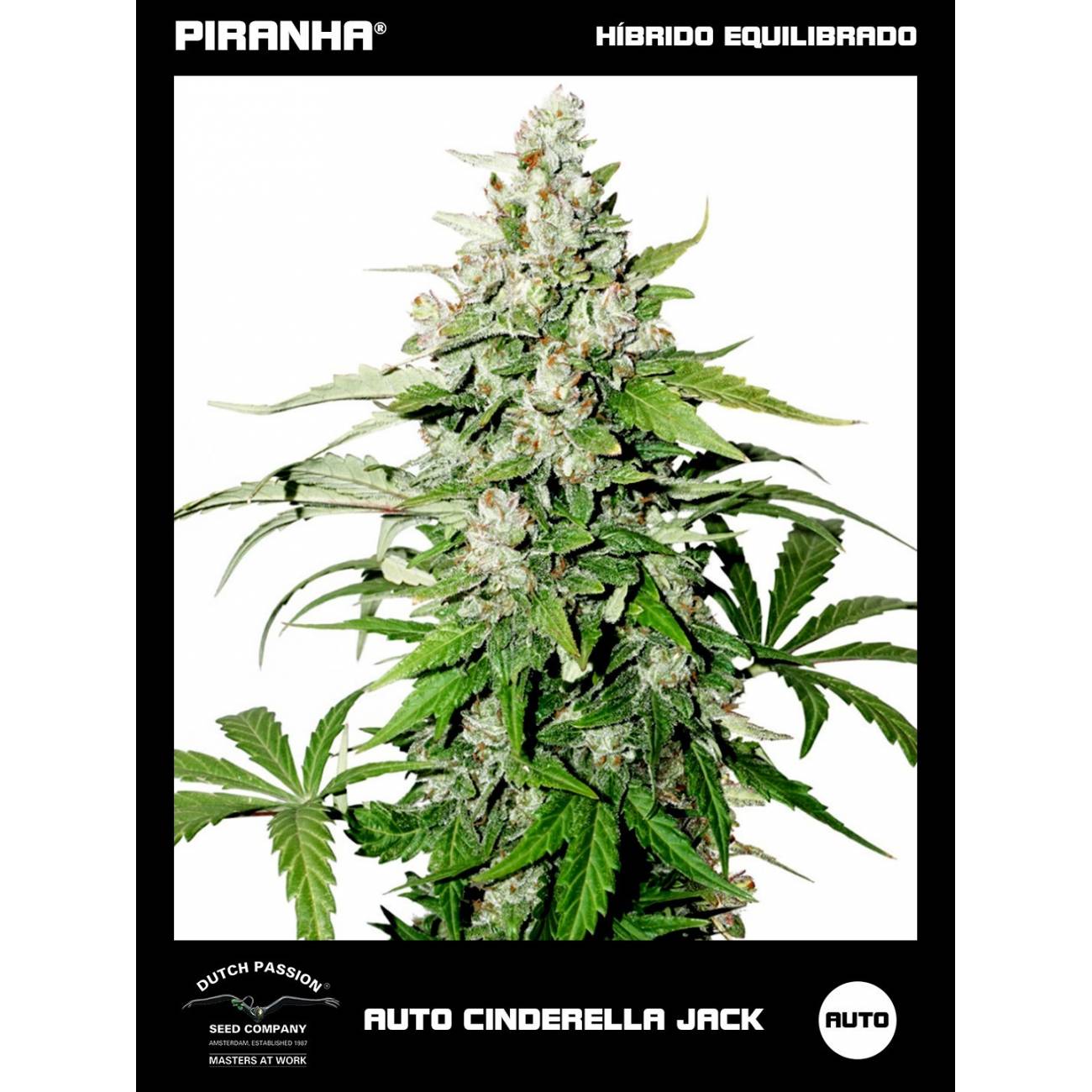 Auto Cinderella Jack (3u)