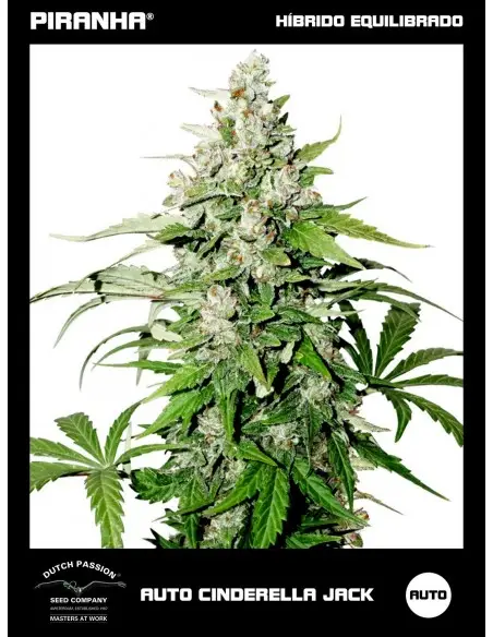 Auto Cinderella Jack (3u)