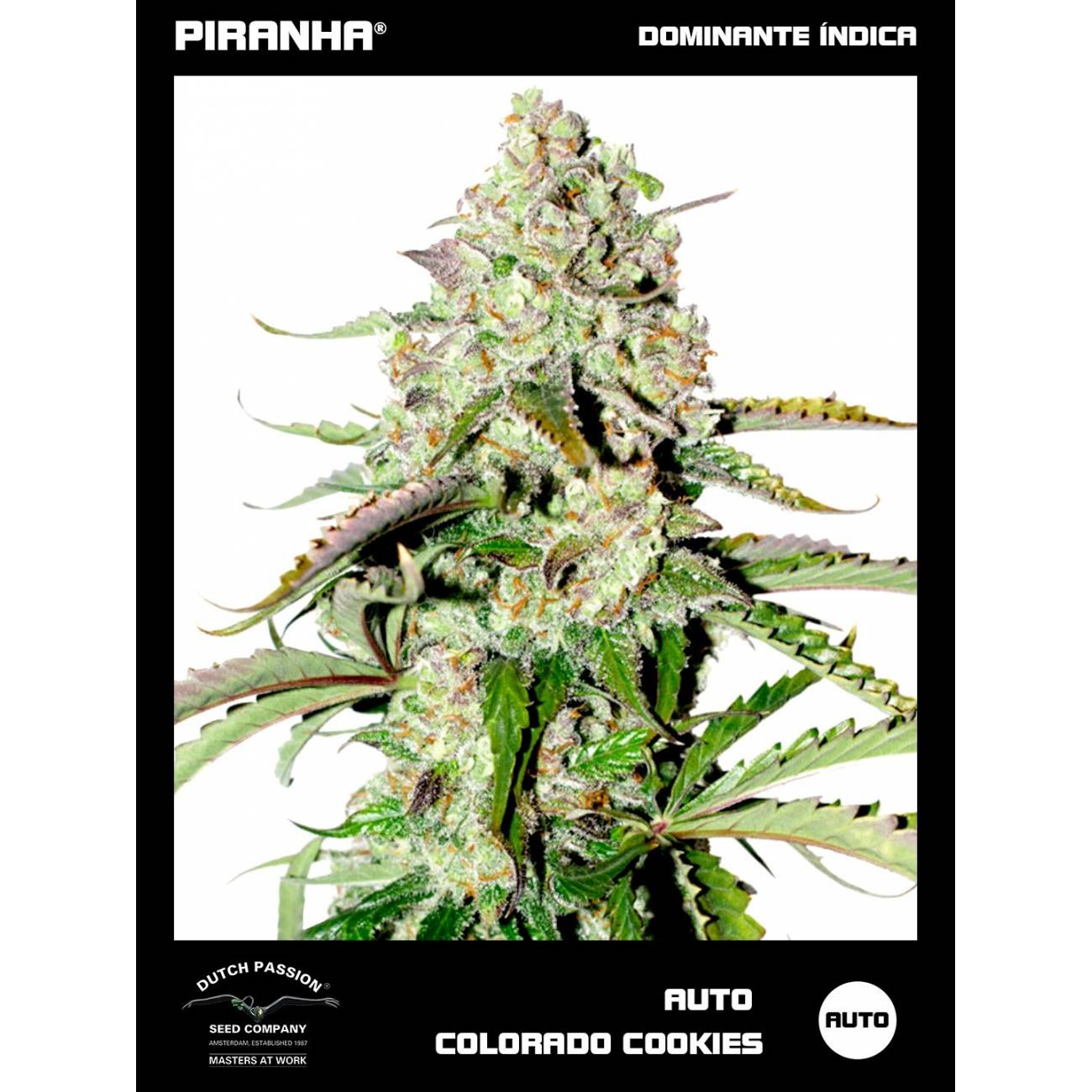 Auto Colorado Cookies (3u)