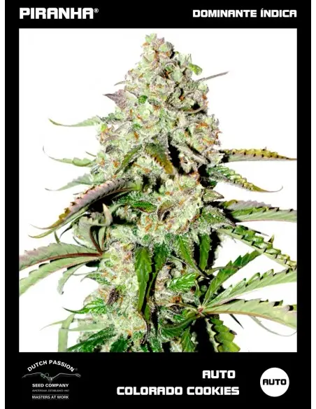Auto Colorado Cookies (3+1u)