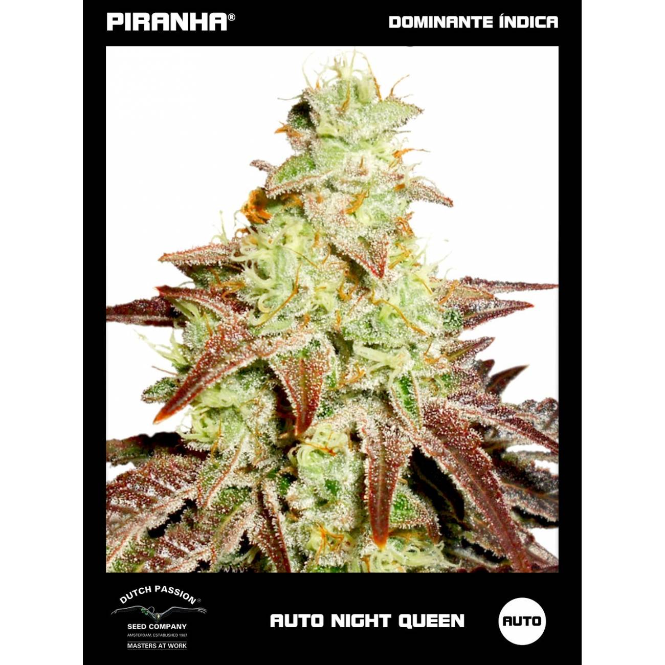 Auto Night Queen (3u)