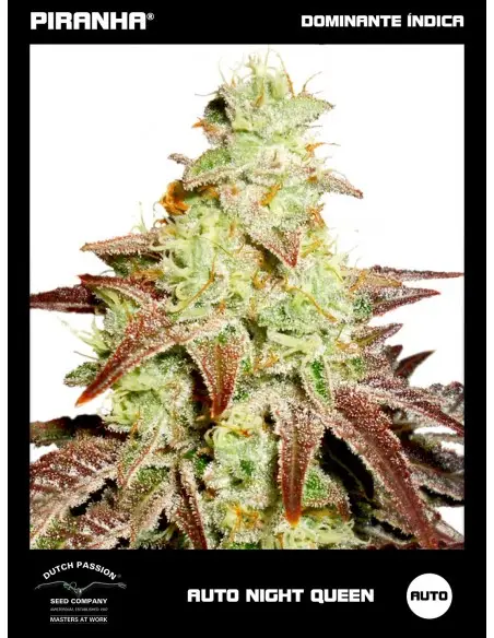 Auto Night Queen (3u)