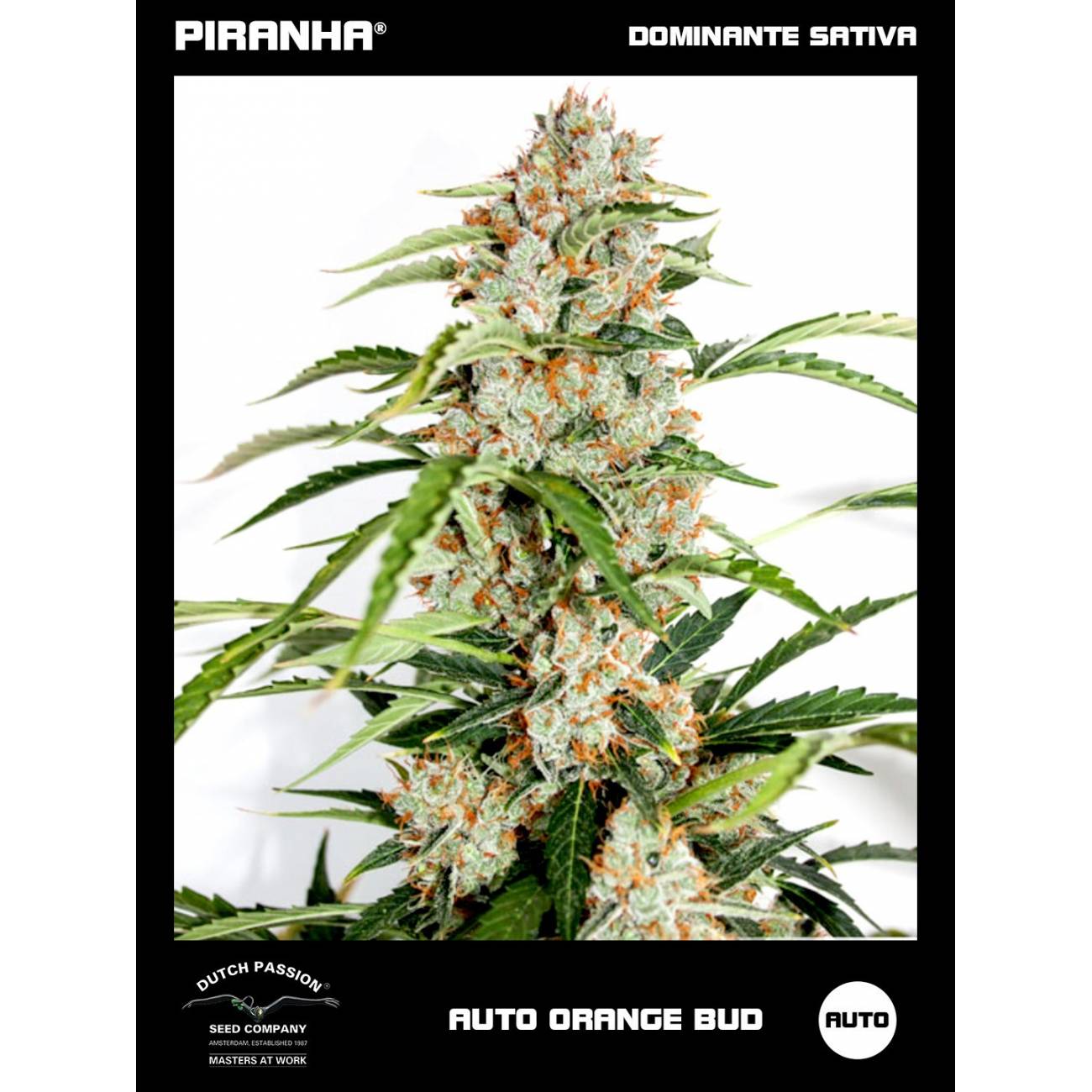 Auto Orange Bud (3u)