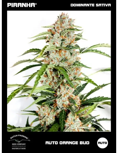 Auto Orange Bud (3u)