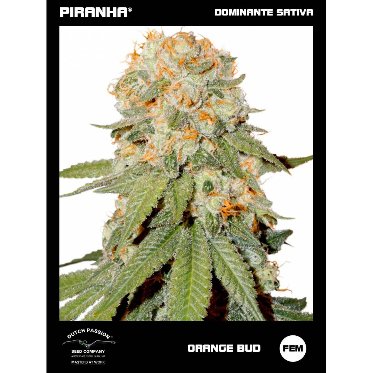 Orange Bud (3+1u)