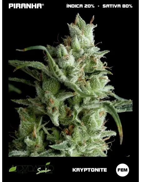 Kryptonite (3+1u/5+2u)