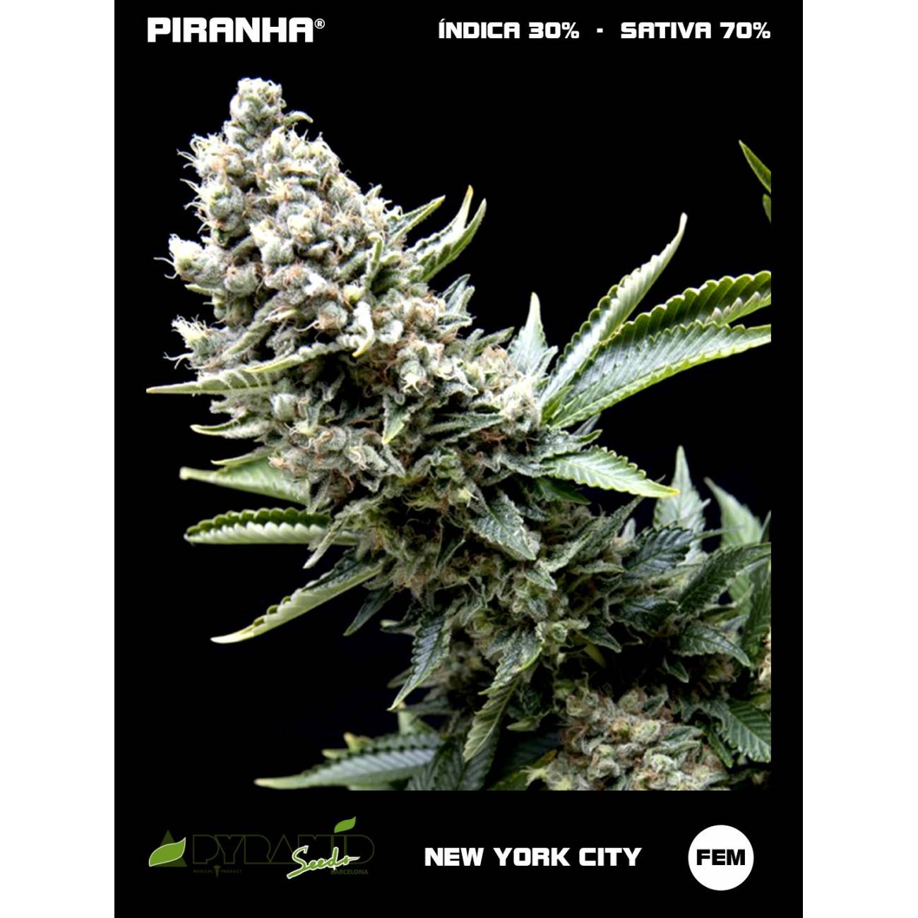 New York City (3+1u/5+2u)