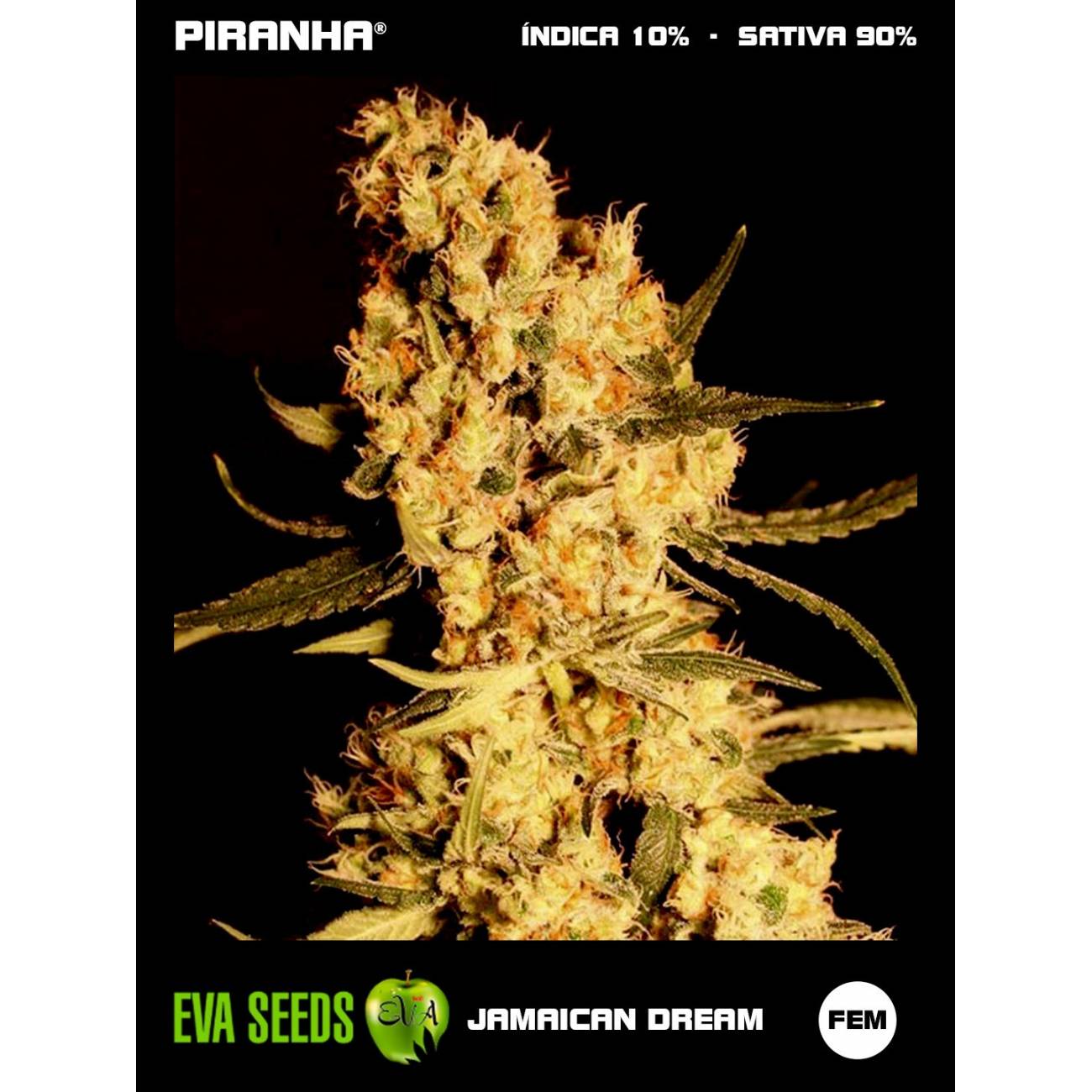 Jamaican Dream (3+1u)