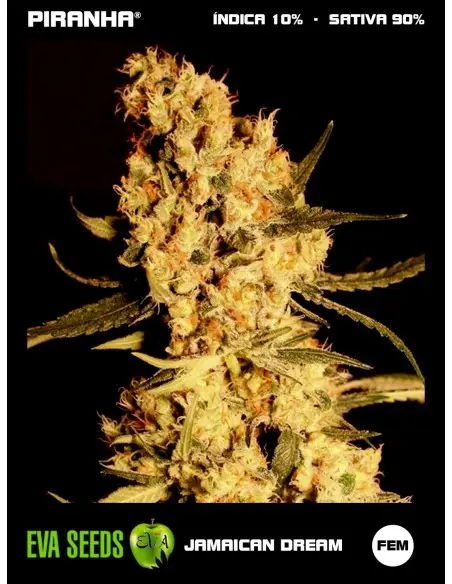 Jamaican Dream (3+1u)