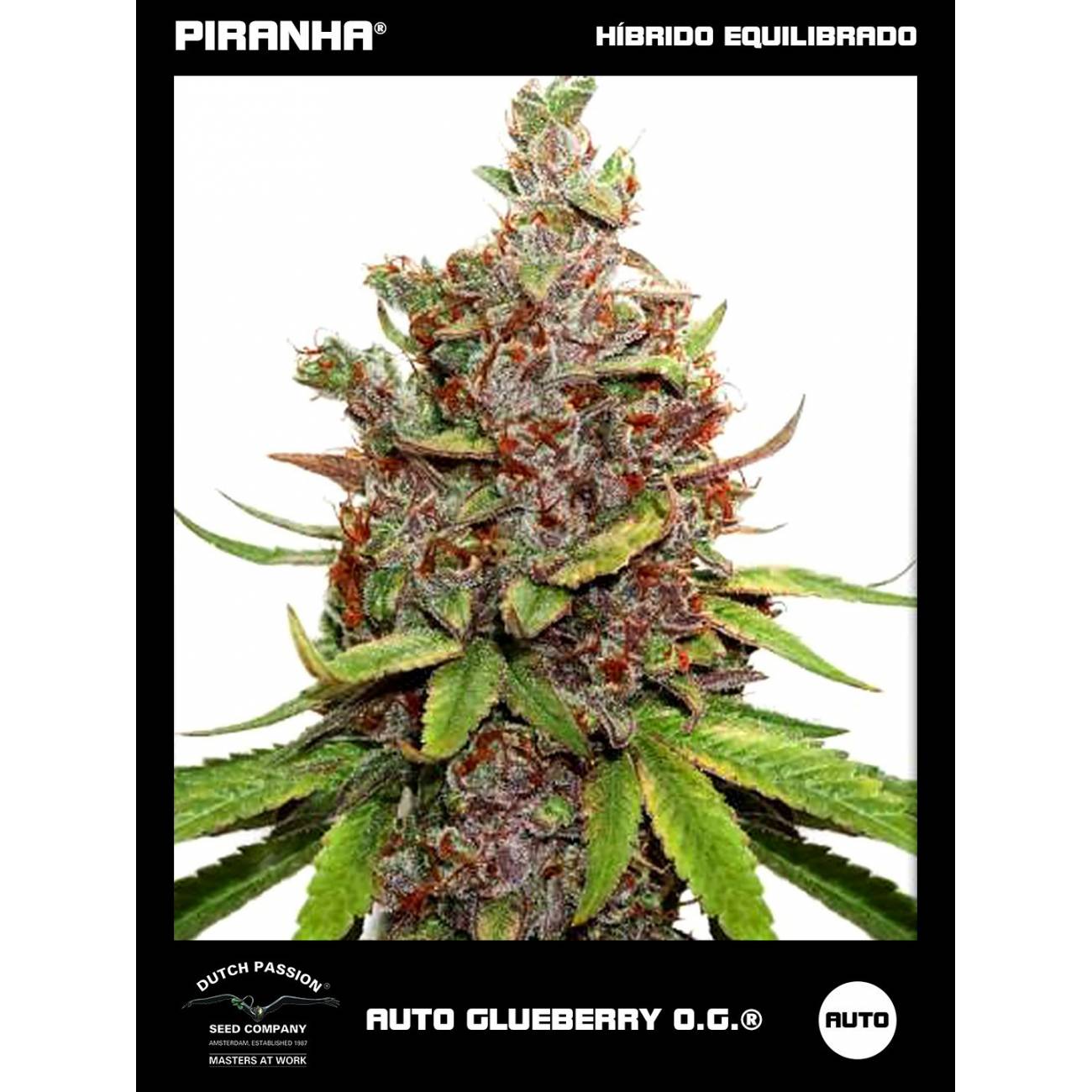 Auto Glueberry O.G. (3u)