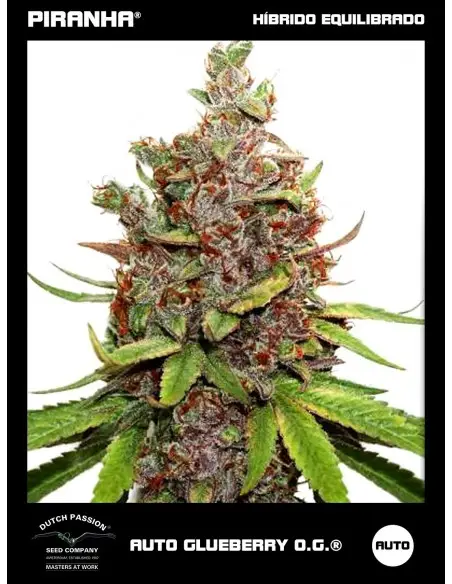 Auto Glueberry O.G. (3u)