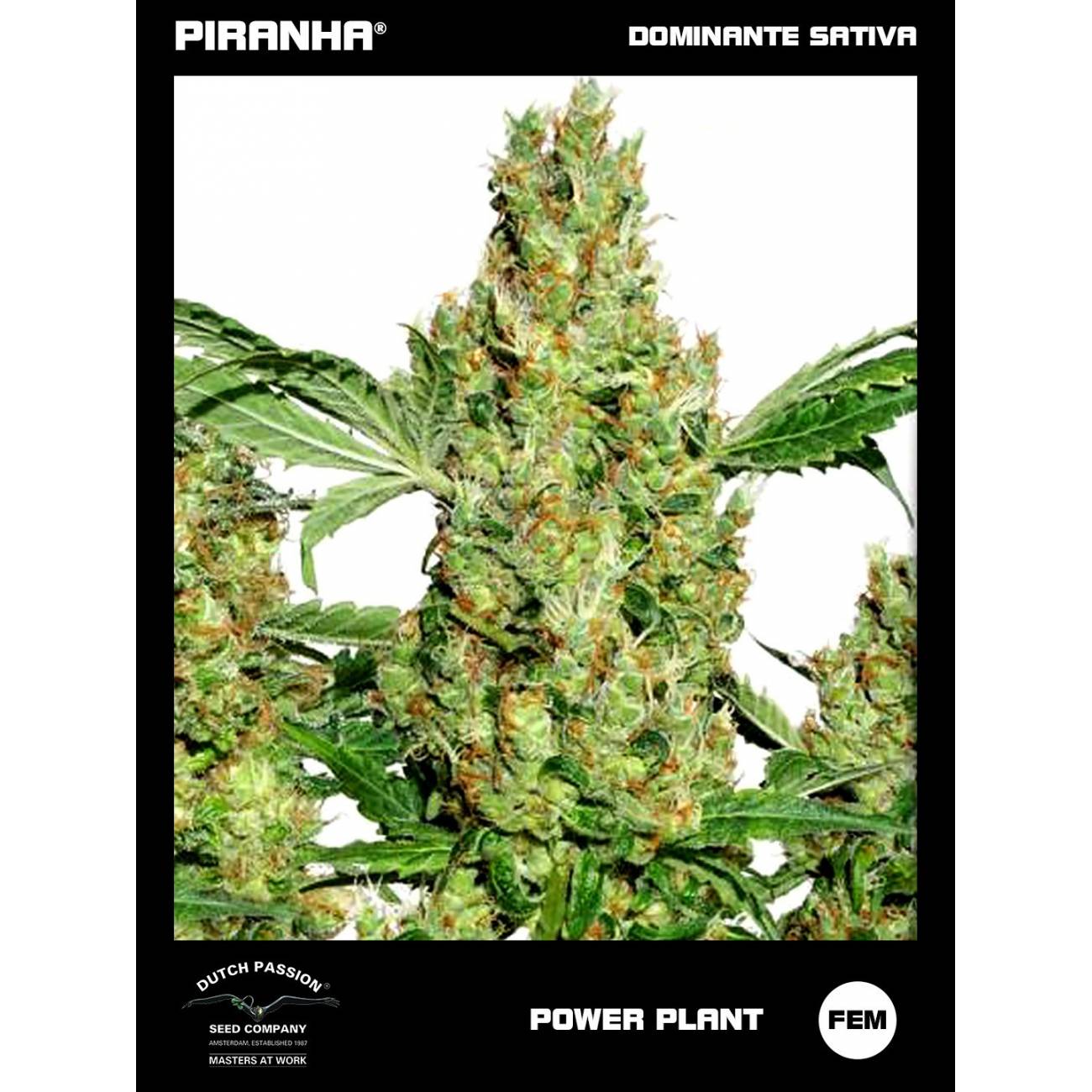 Power Plant (3+1u)
