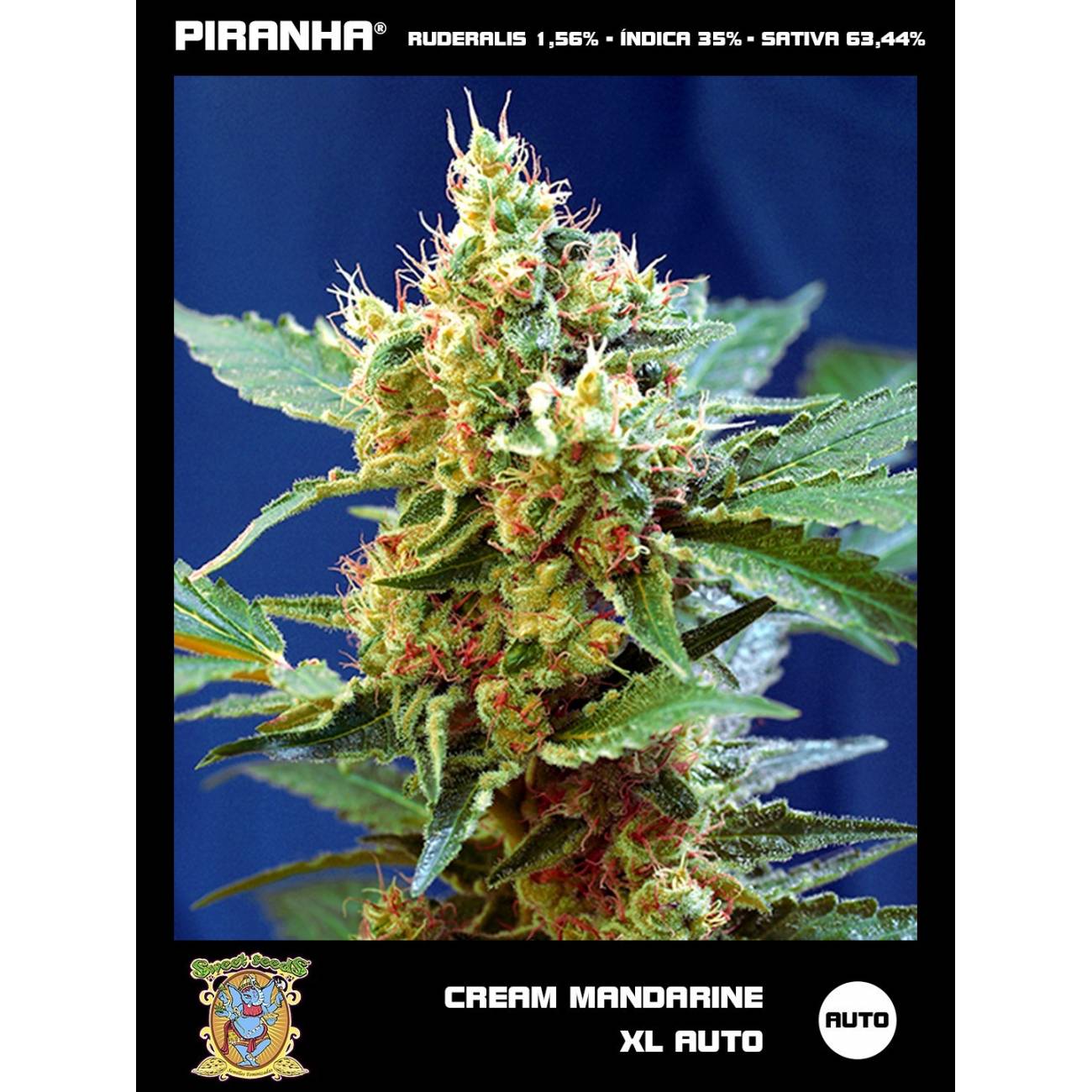 Cream Mandarine XL Auto (3+1u)
