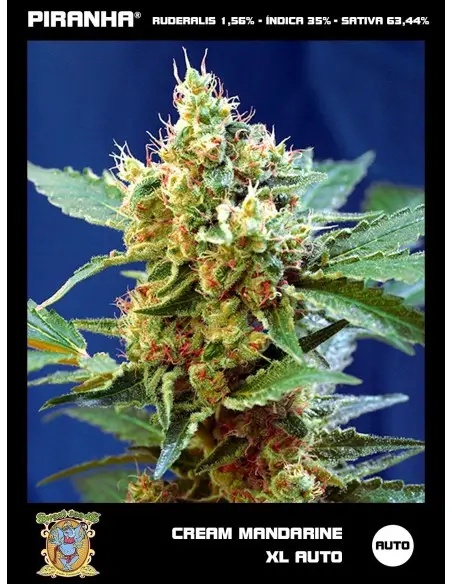Cream Mandarine XL Auto (3+1u)