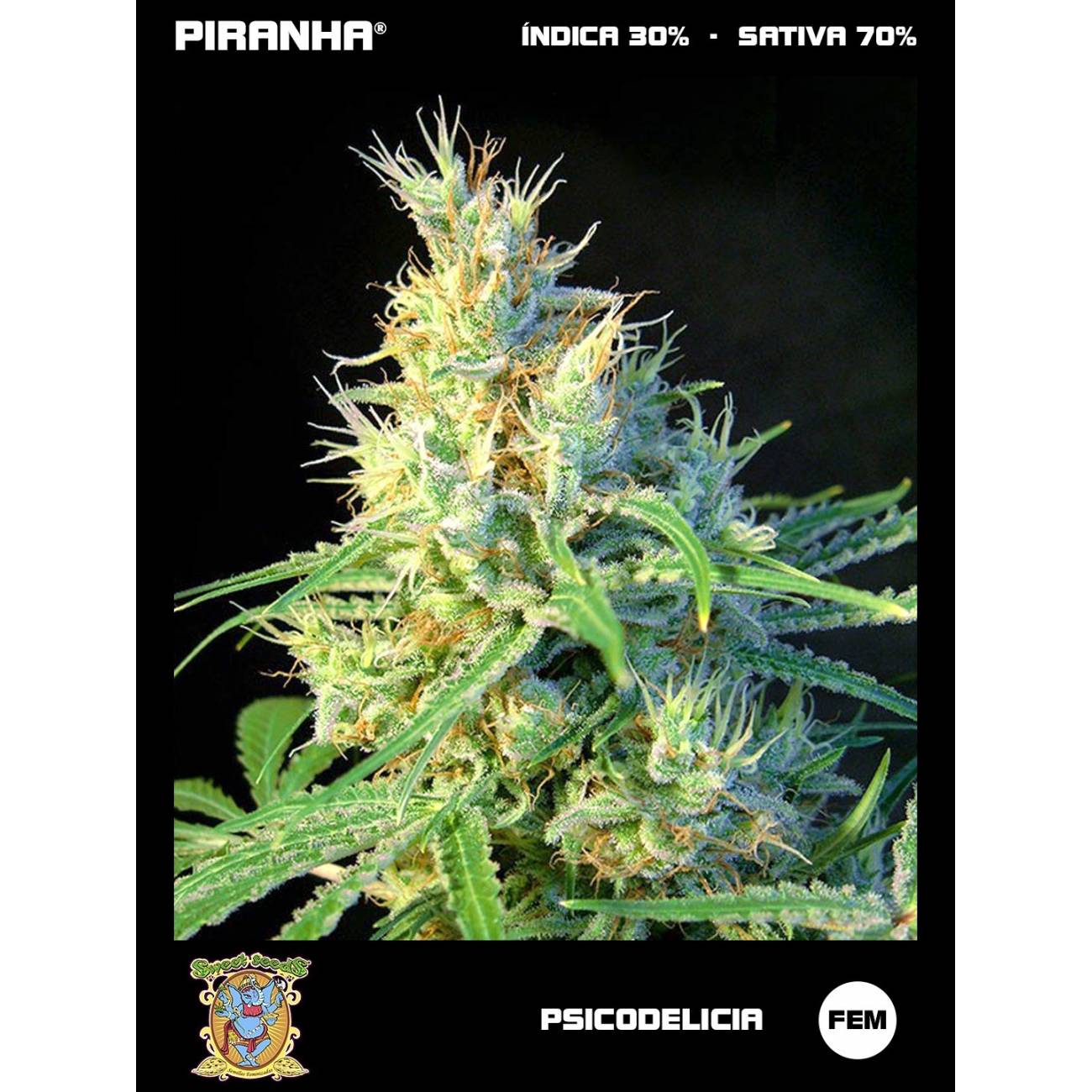 Psicodelicia (3+1u)