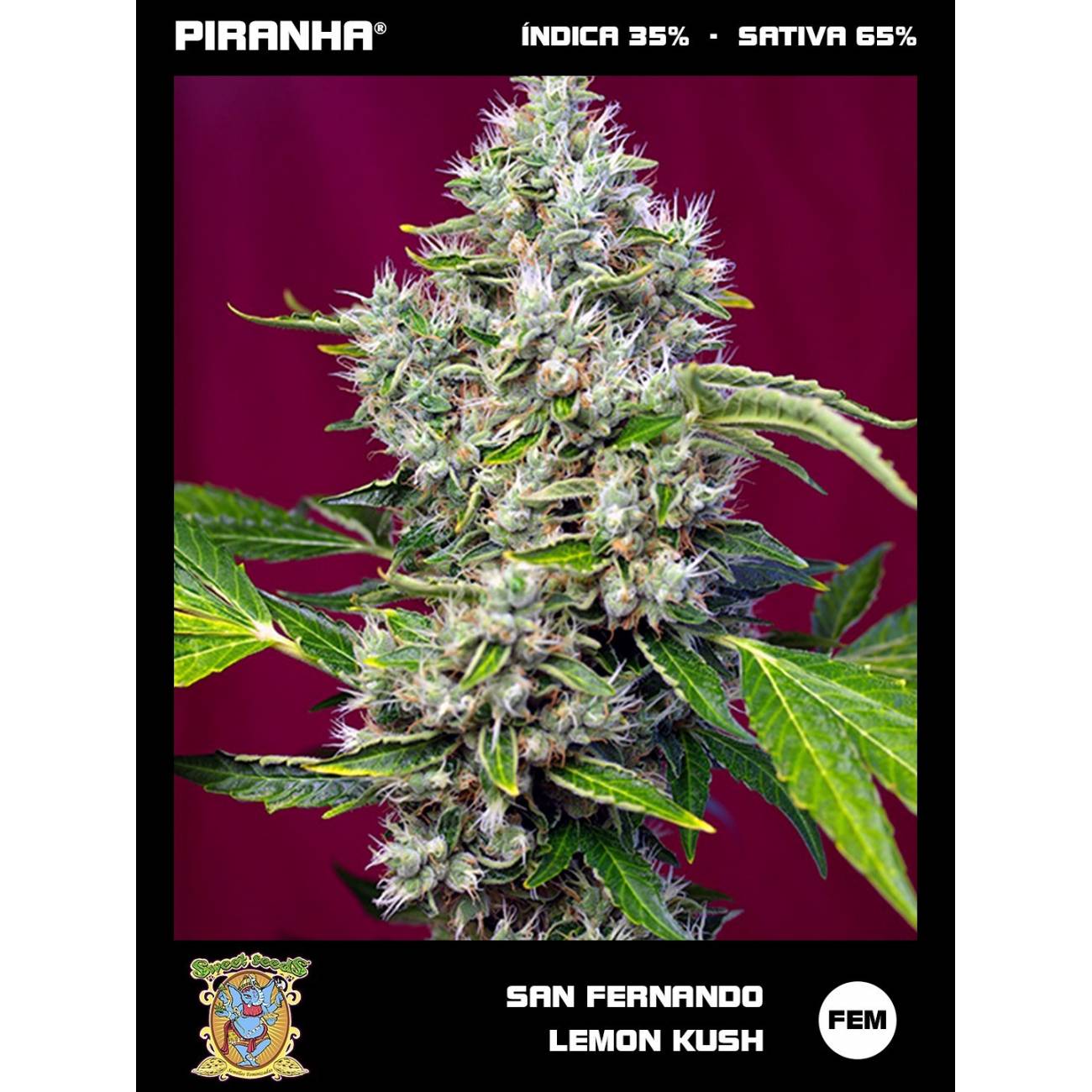 San Fernando Lemon Kush (3+1u)