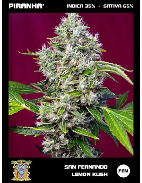 San Fernando Lemon Kush (3+1u)