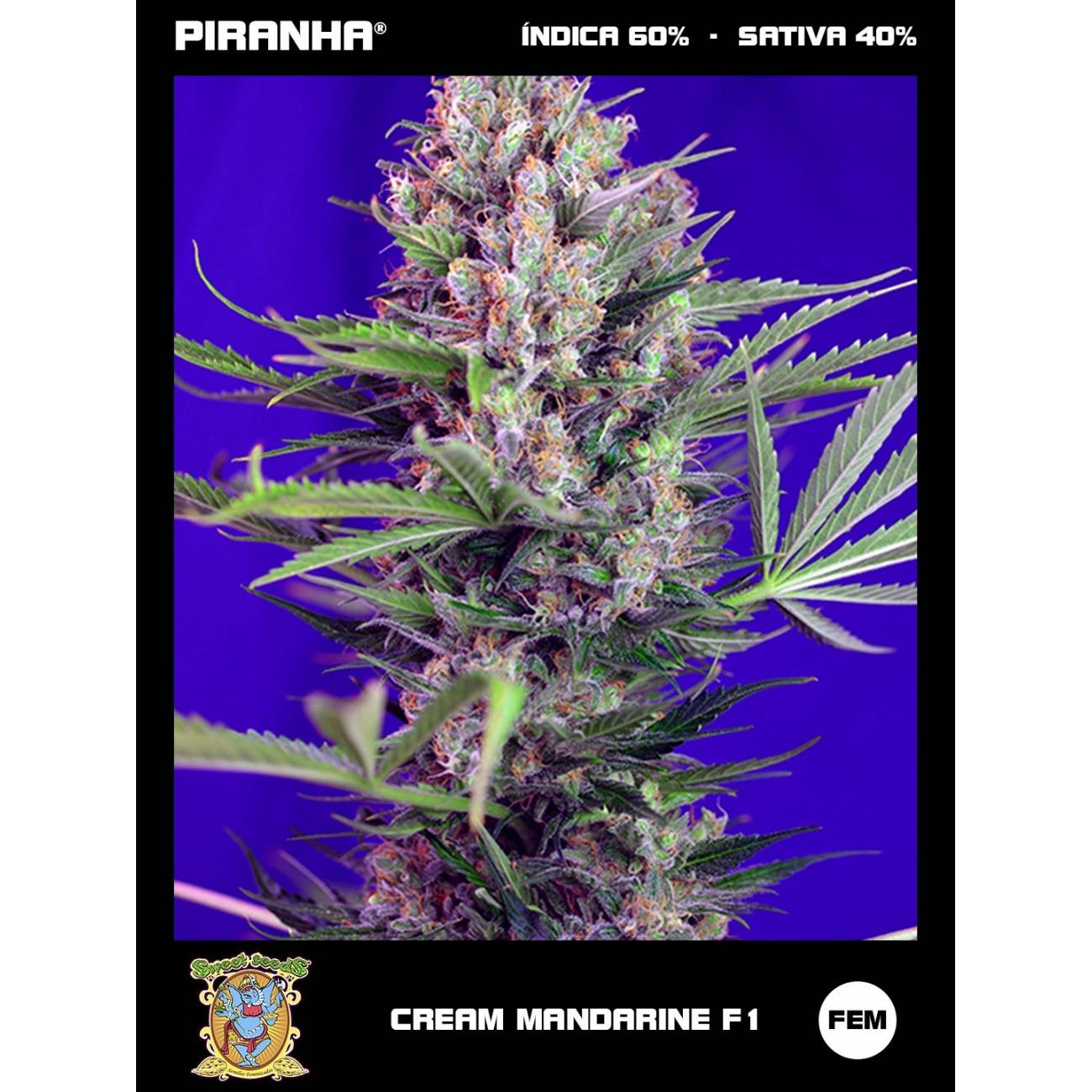 Cream Mandarine F1 (3+1u)