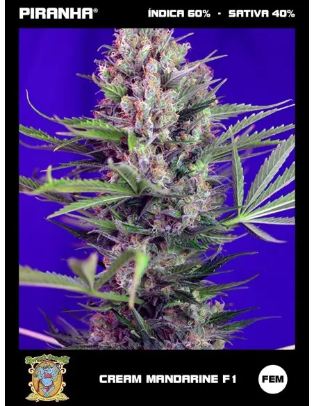 Cream Mandarine F1 (3+1u)