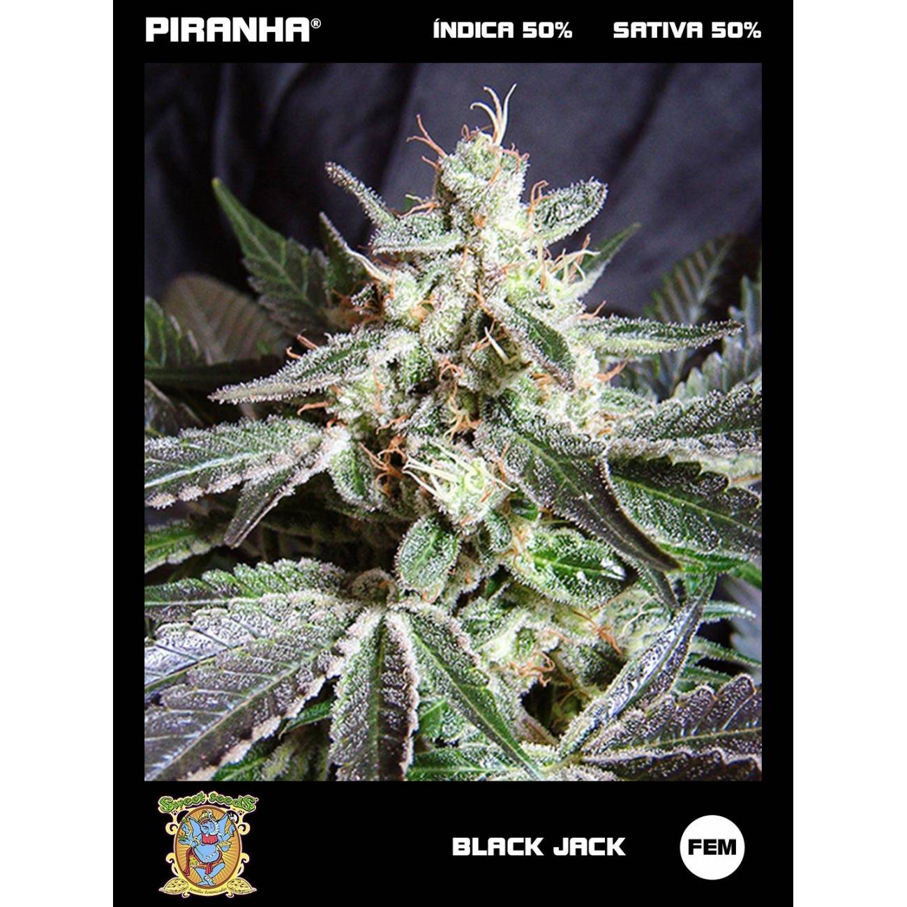 Black Jack (3+1u)