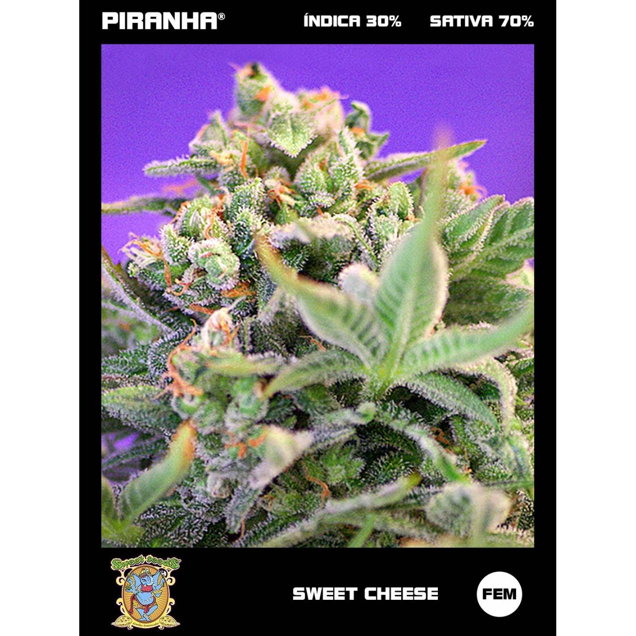 Sweet Cheese (3+1u)