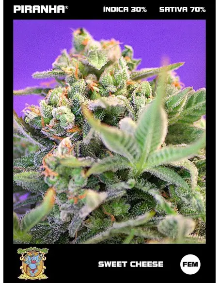 Sweet Cheese (3+1u)