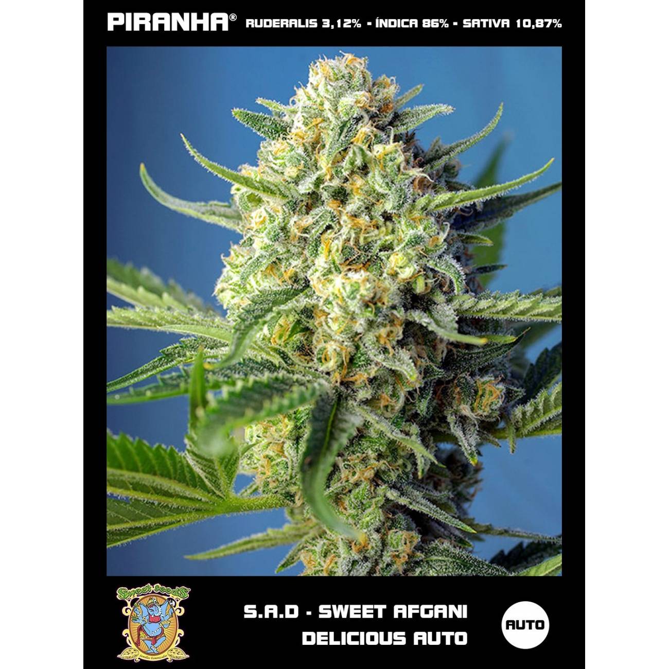 S.A.D Sweet Afgani Delicious Auto (3+1u)