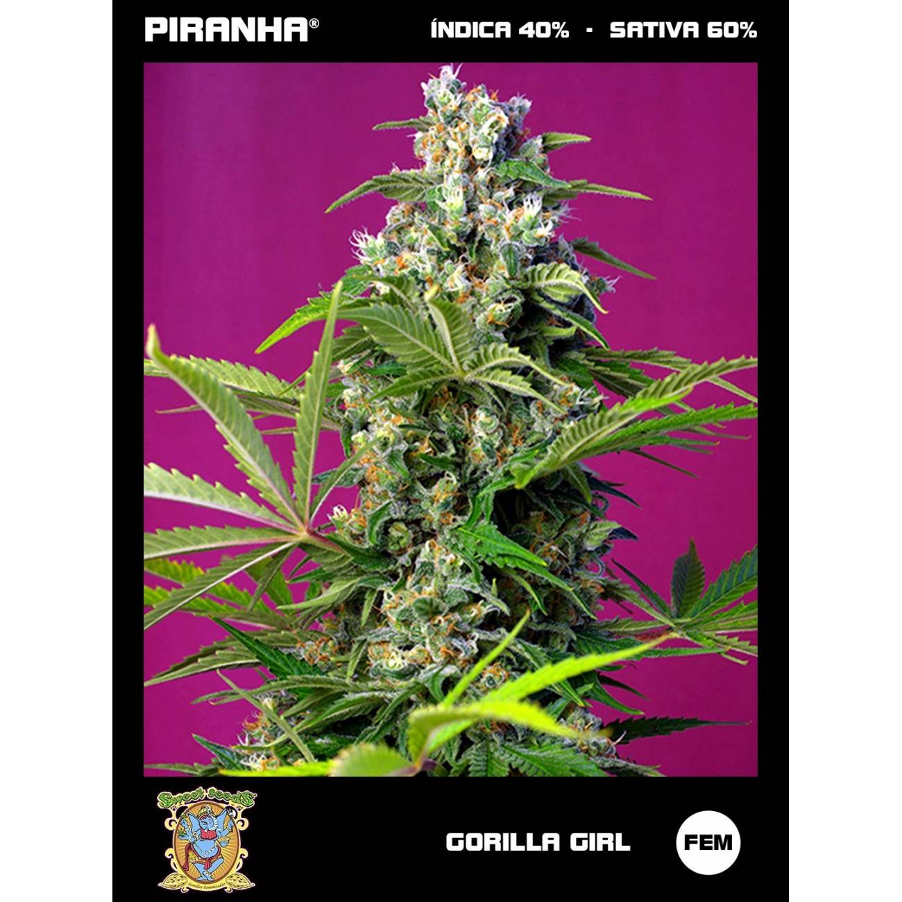 Gorilla Girl (3+1u)