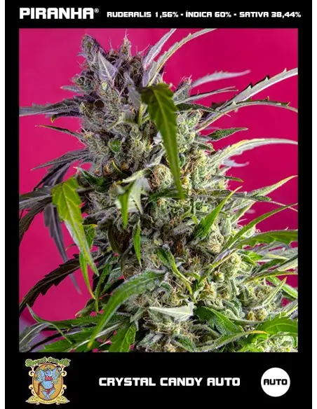 Crystal Candy Auto (3+1u)
