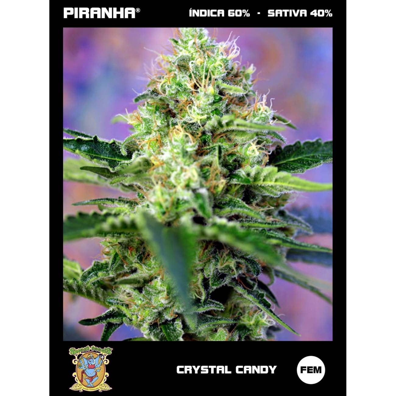 Crystal Candy (3+1u)