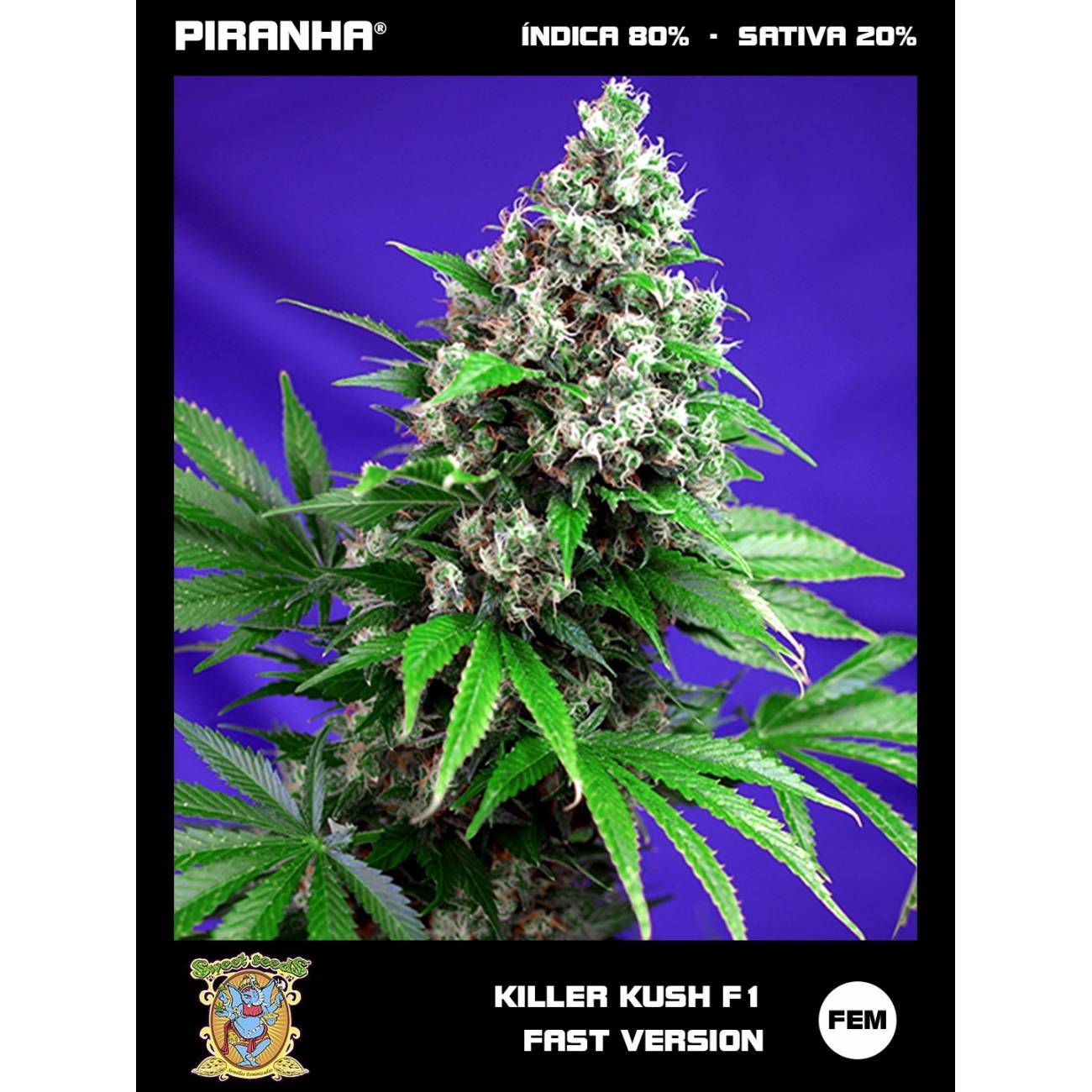 Killer Kush F1 (3+1u)