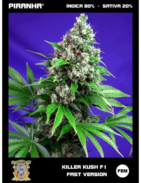 Killer Kush F1 (3+1u)