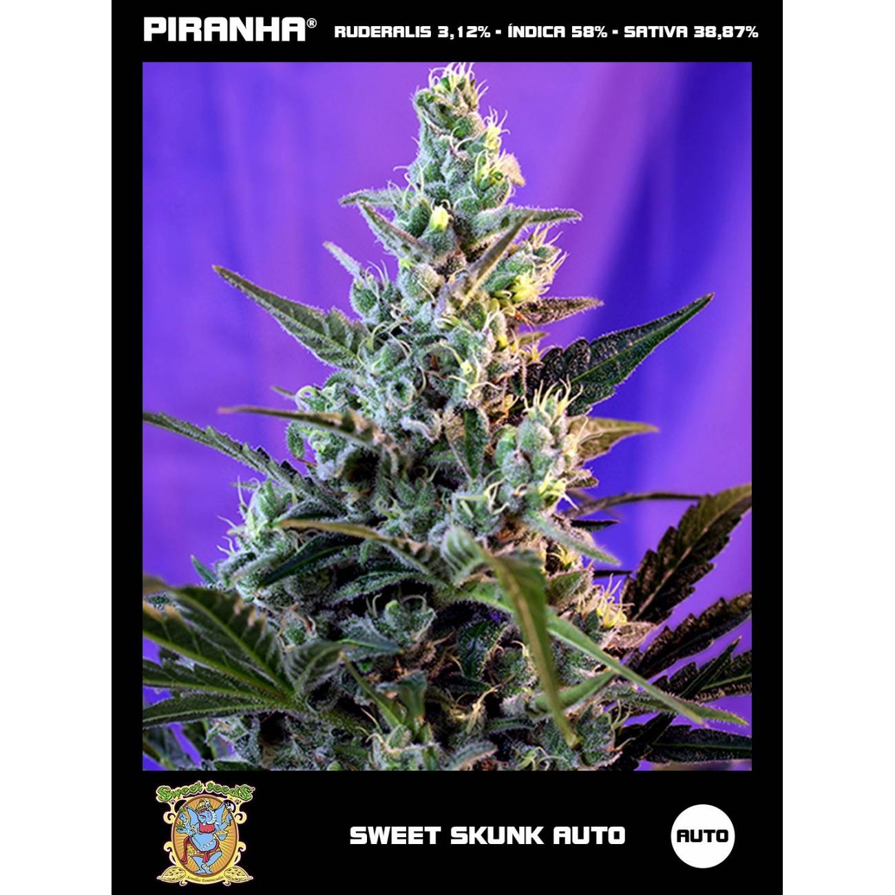Sweet Skunk Auto (3+1u)