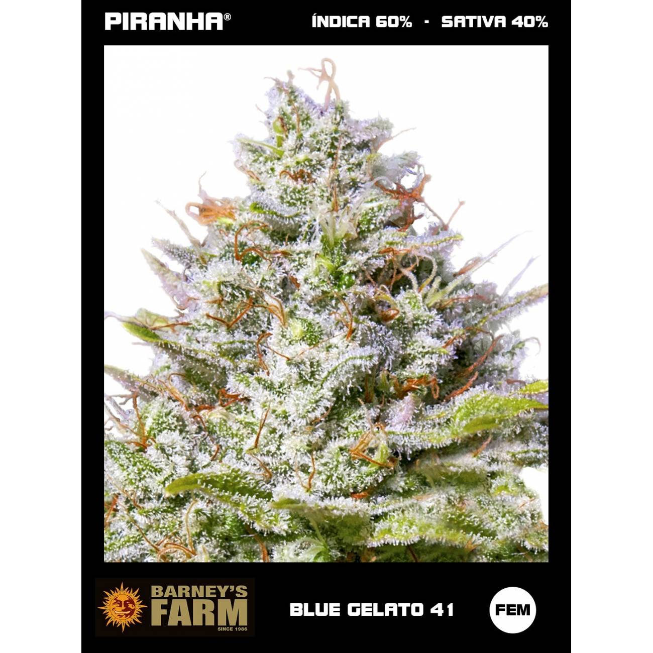 Blue Gelato 41 (3u)