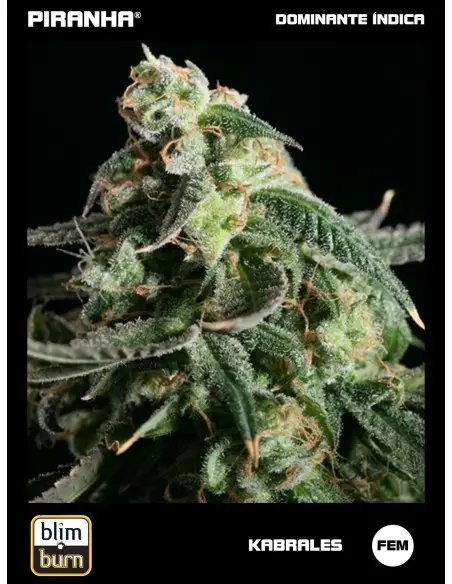 Kabrales (3u)
