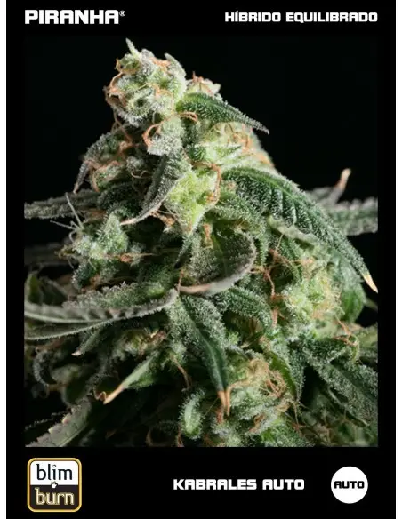 Kabrales Auto (3u)