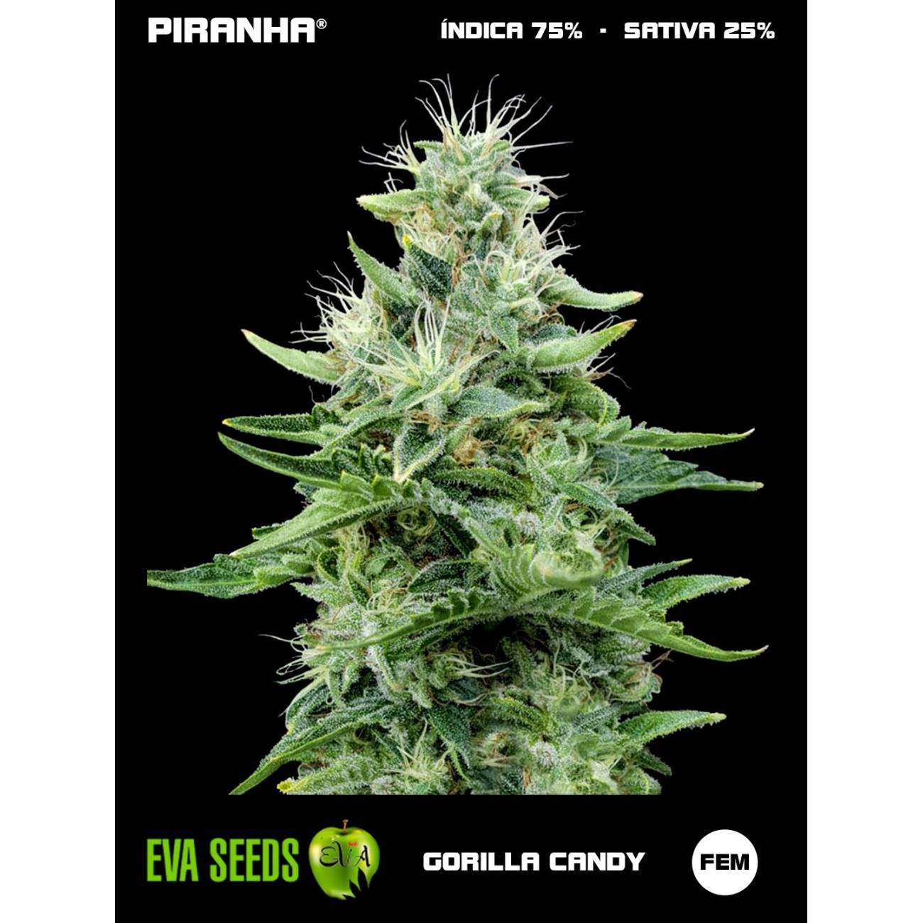 Gorilla Candy (3+1u)