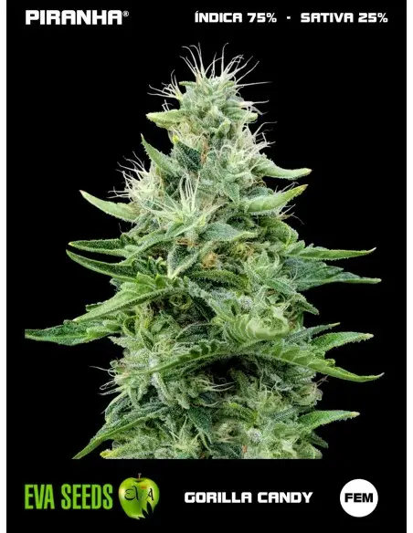 Gorilla Candy (3+1u)