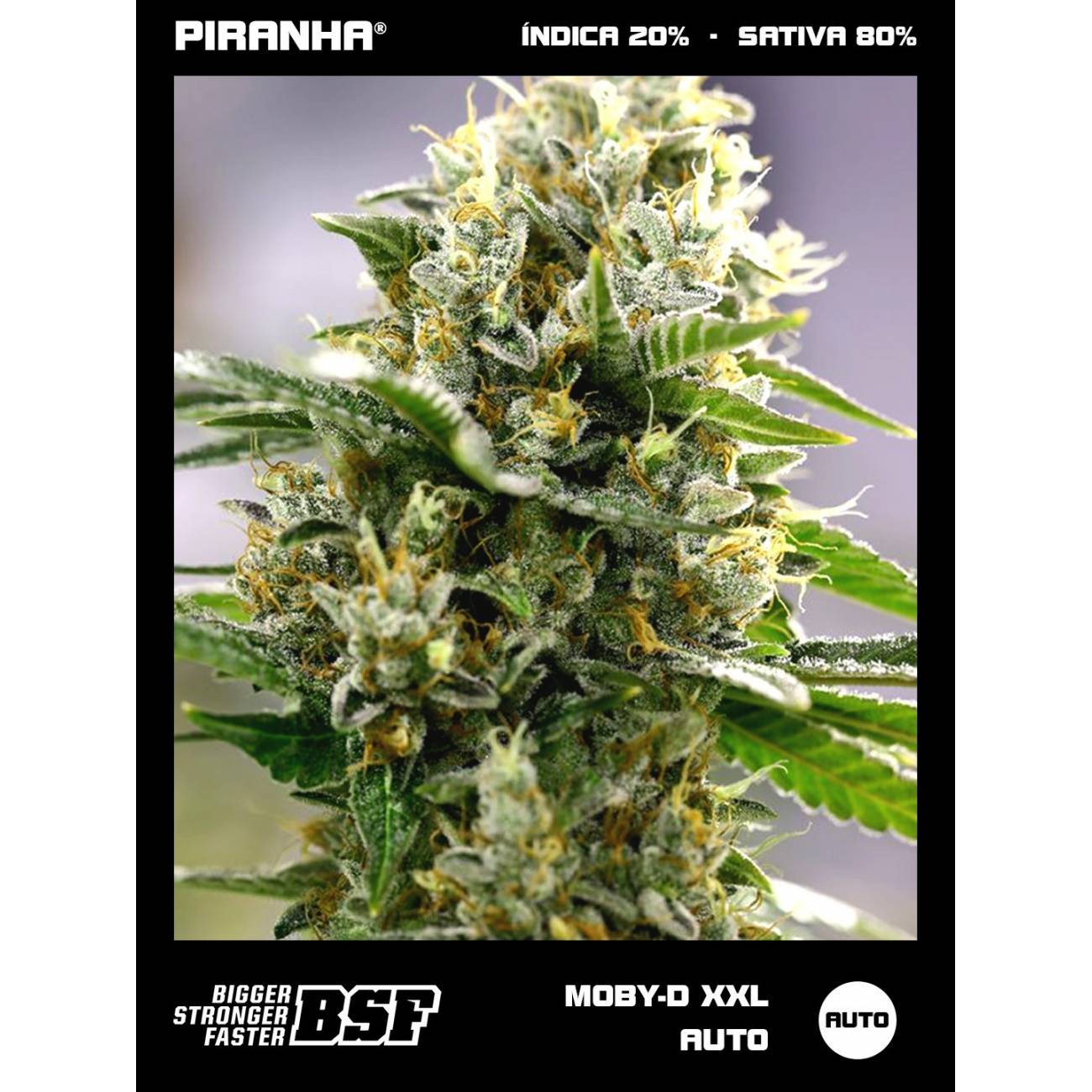 Moby-D XXL Auto (2u/4u/7u/12u)