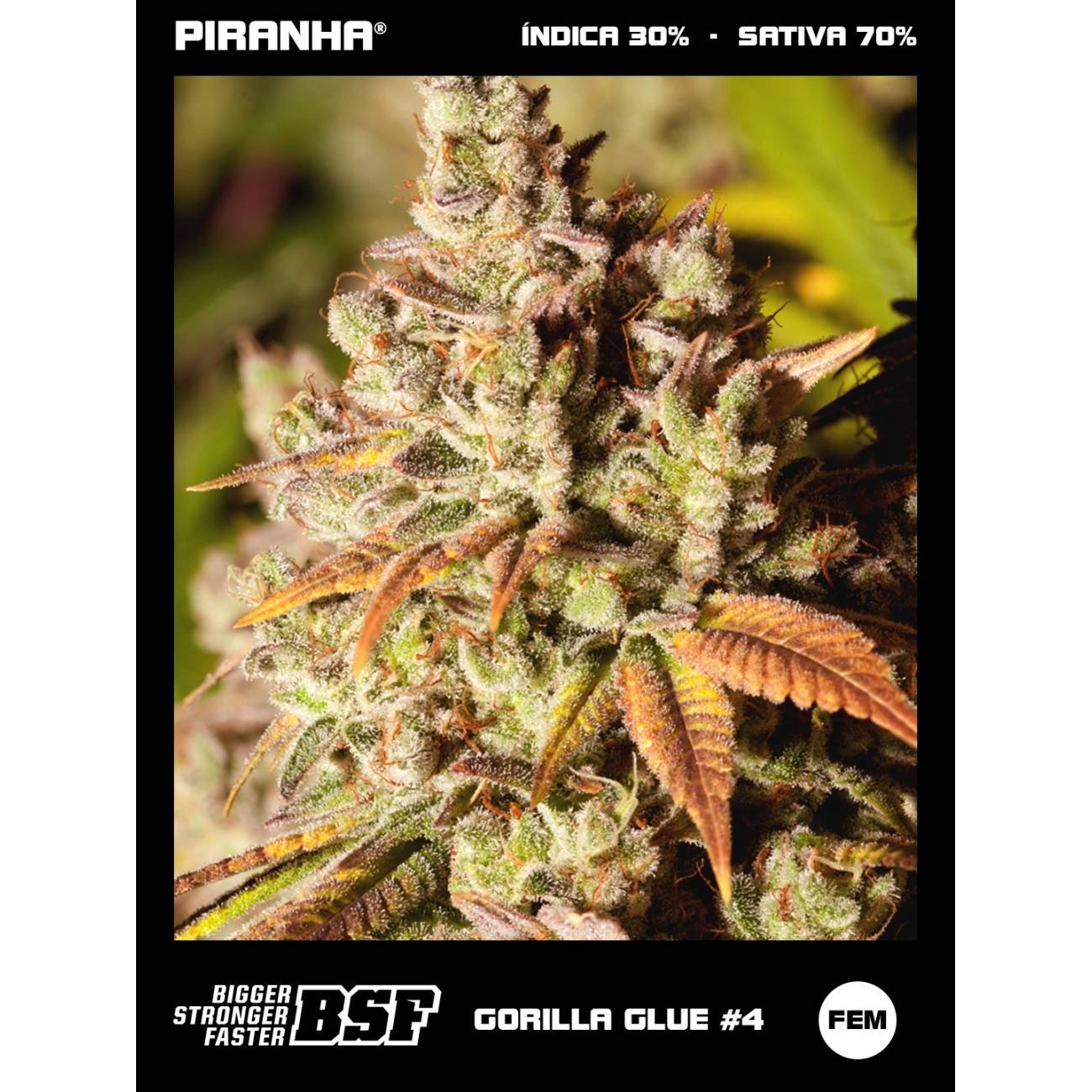 Gorilla Glue N4 (2u/4u/7u/12u)