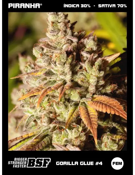Gorilla Glue N4 (2u/4u/7u/12u)