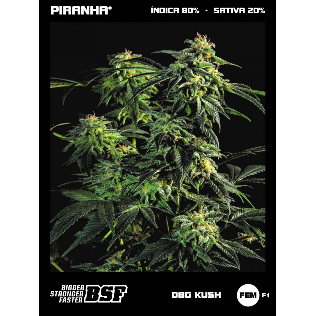 OBG Kush Fast Flowering (2u/4u/7u/12u)
