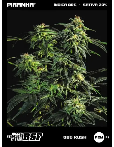 OBG Kush Fast Flowering...
