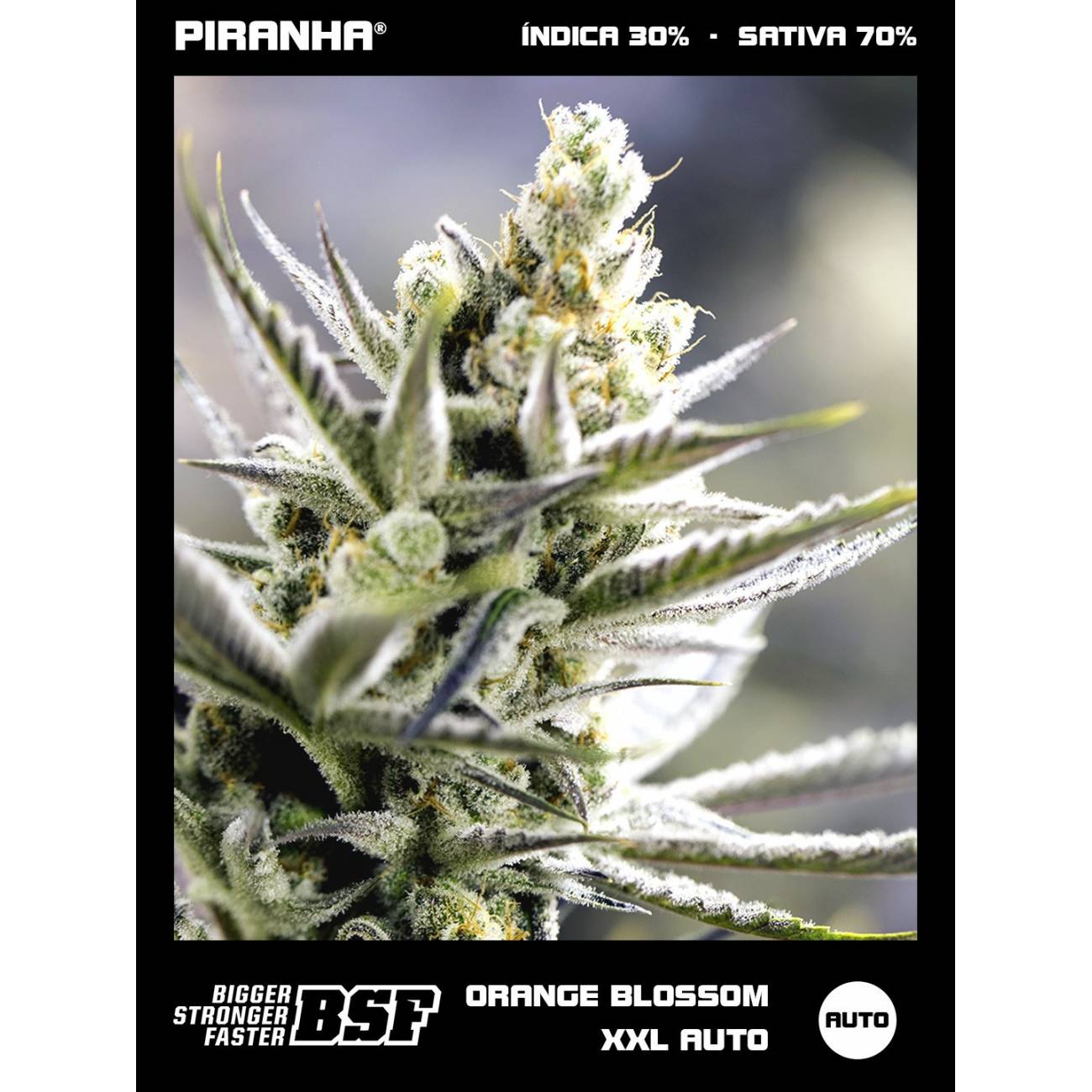 Orange Blossom XXL Auto (2u/4u/7u/12u)
