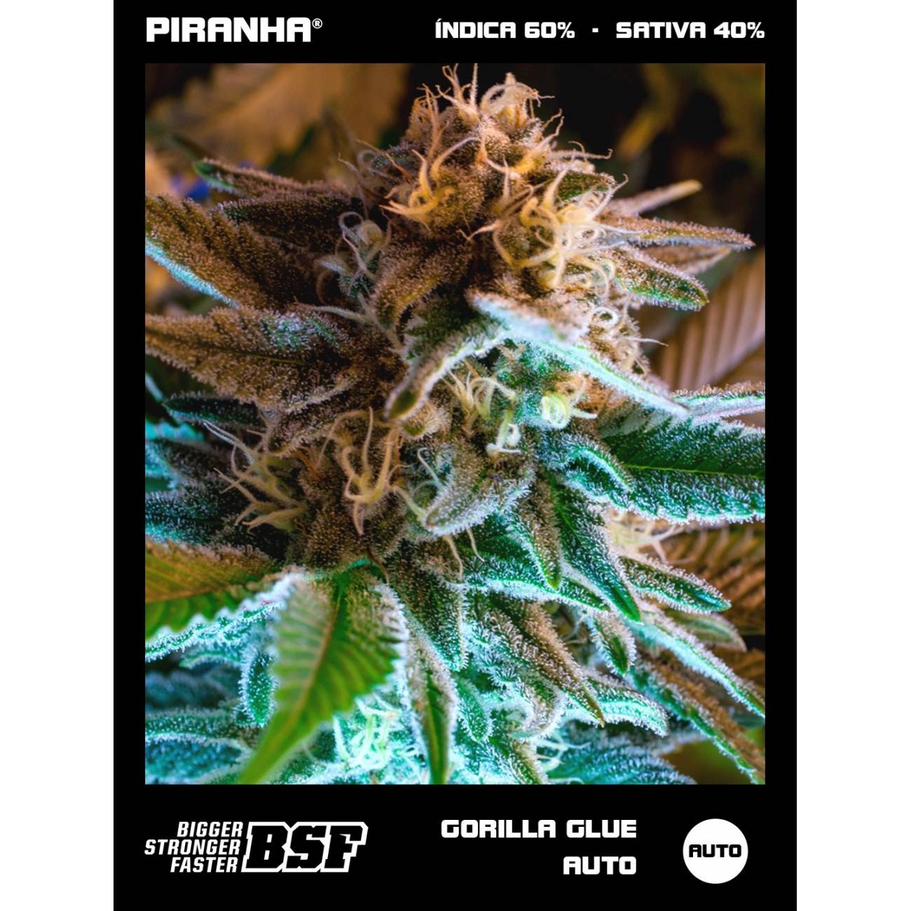 Gorilla Glue Auto (2u/4u/7u/12u)
