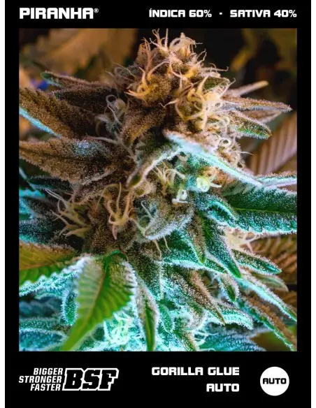 Gorilla Glue Auto...