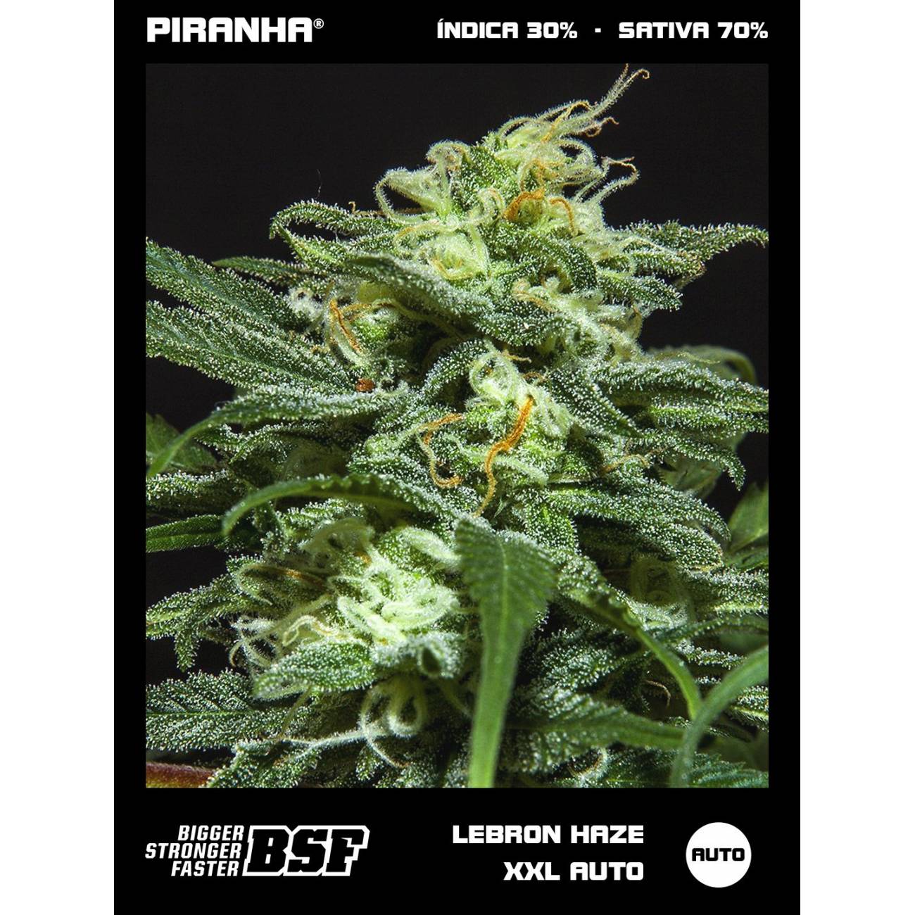 Lebron Haze XXL Auto (2u/4u/7u/12u)