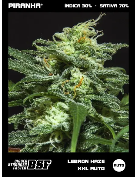 Lebron Haze XXL Auto...
