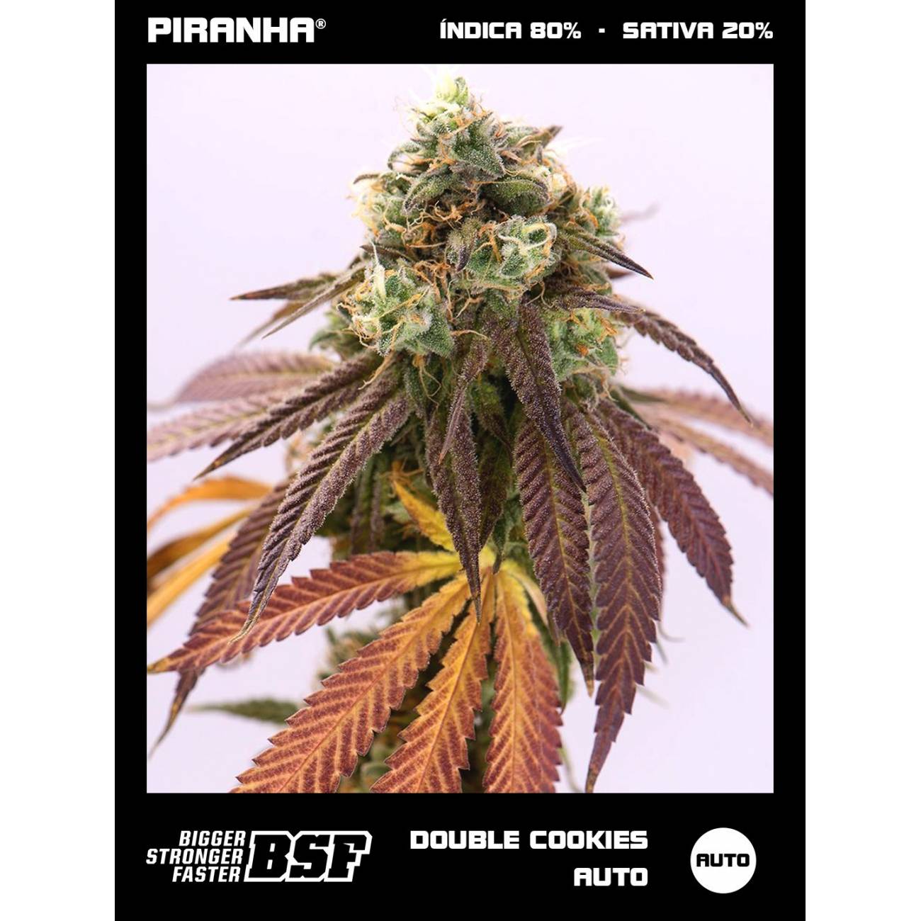 Double Cookies Auto (2u/4u/7u/12u)